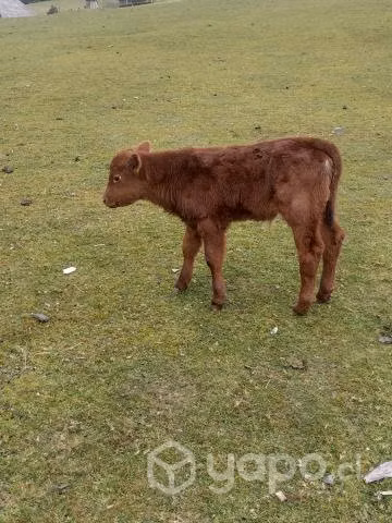 Ternero