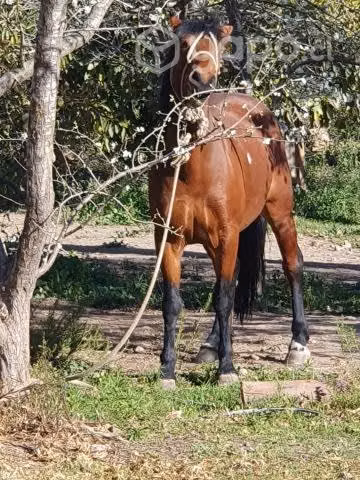 Yegua 7 años
