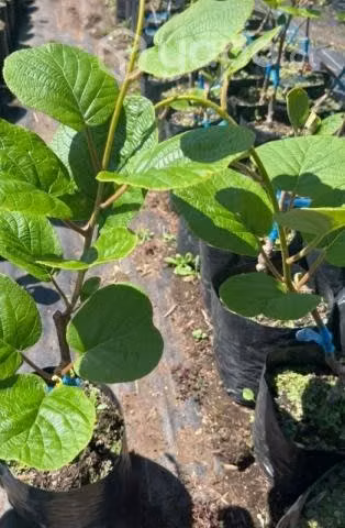 Plantas de KIWI - Imagen 2