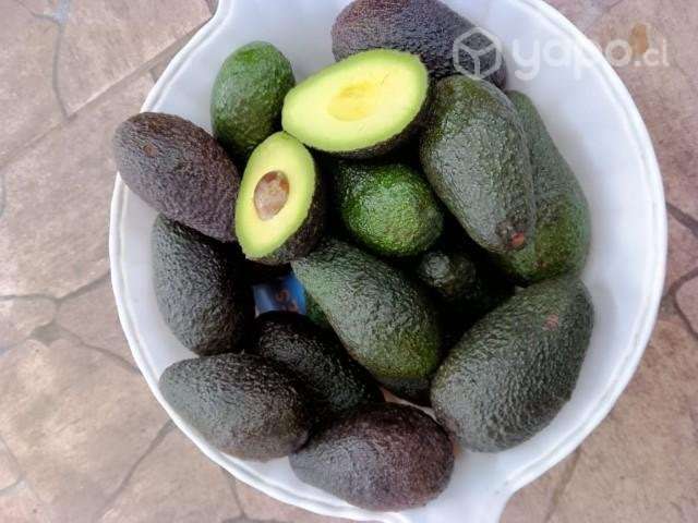 Palta hass - Imagen 2