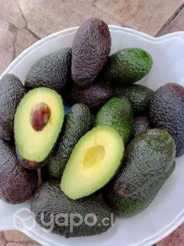 Palta hass - Imagen 3