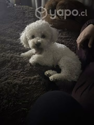 Poodle toys