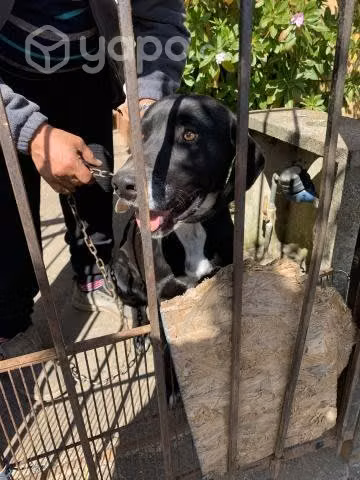 Doy en adopción