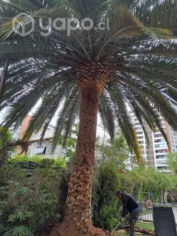 Limpieza, poda y corte de palmeras mantención