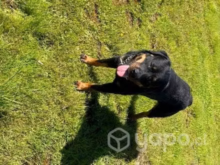 Hermoso Rottweiler Busca Novia