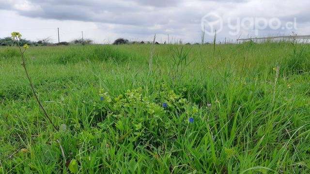 Hermosa parcela aledaña a reserva El Yali - Imagen 3