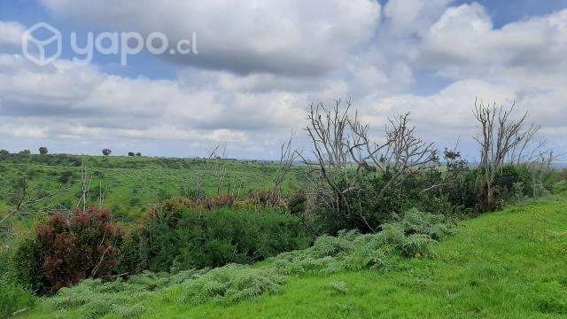 Hermosa parcela aledaña a reserva El Yali - Imagen 8