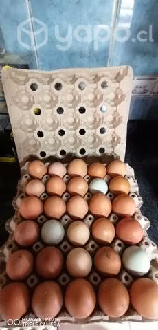 Huevos de campo