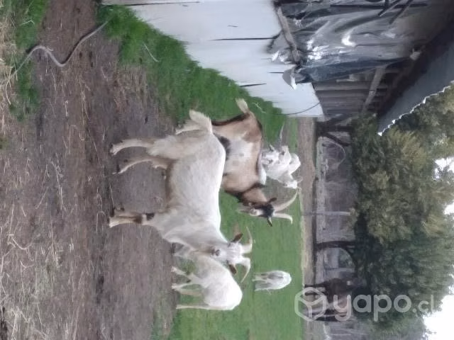 Chivos de raza , Alpino , Saanen - Imagen 4