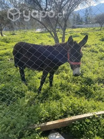 Pareja de burros - Imagen 4