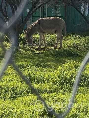 Pareja de burros - Imagen 3