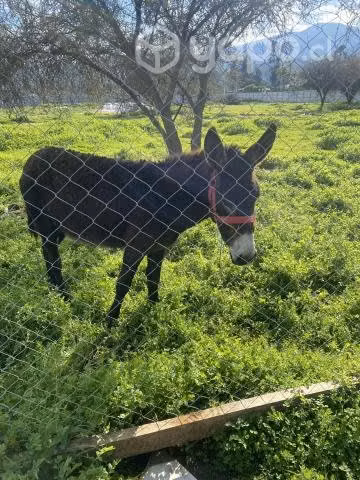 Pareja de burros - Imagen 5