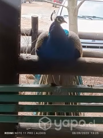 Pavos reales