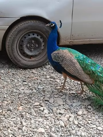 Pavos reales