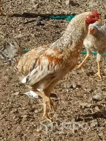 Gallitos criollos y sedosos