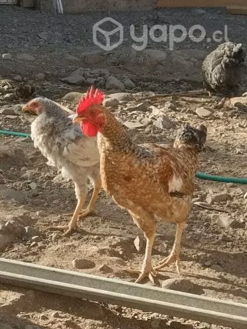 Gallitos criollos y sedosos