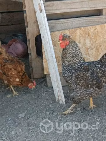 Gallitos criollos y sedosos