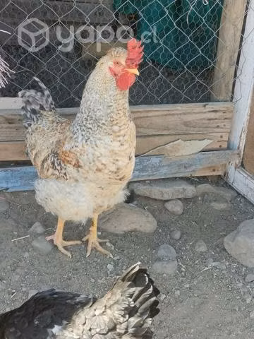 Gallitos criollos y sedosos