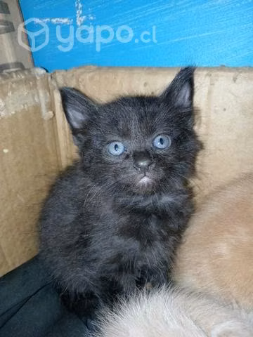 5 Gatitos en adopcion