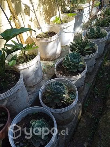 Maqui, morera y otras plantas