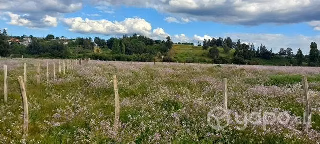 Parcela 1/2 hectárea