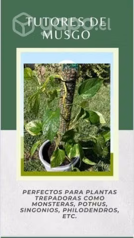 Tutores de musgo para plantas trepadoras