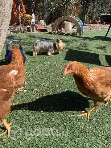 Gallos de 6 meses - Imagen 4