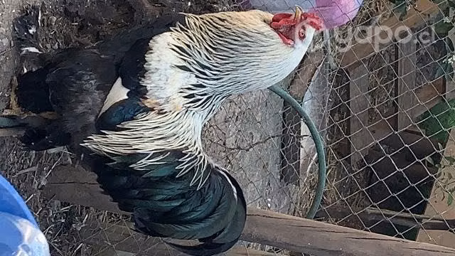 Gallos de 6 meses - Imagen 3