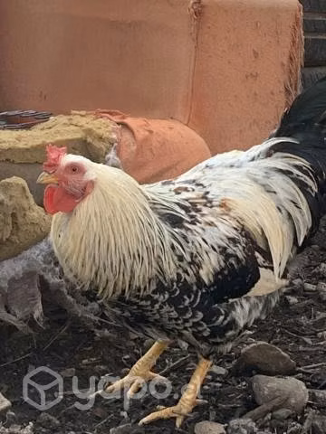 Gallos de 6 meses - Imagen 2