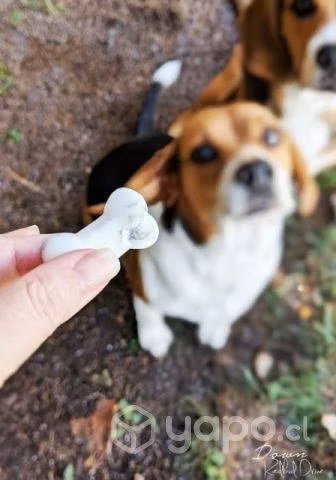 Colageno natural para Perros y Gatos