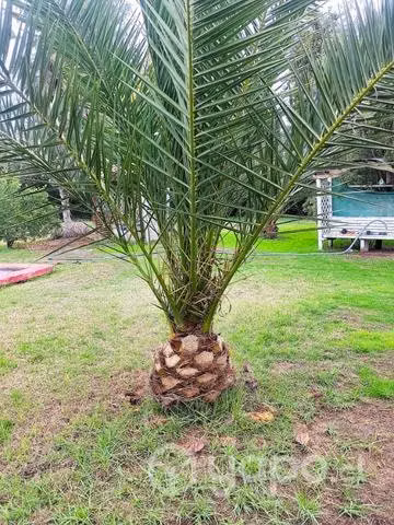 Palmeras Piña o Canarias