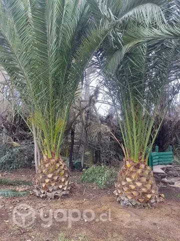 Palmeras Piña o Canarias