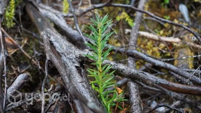 Parcela de bosque nativo en Lago Natri