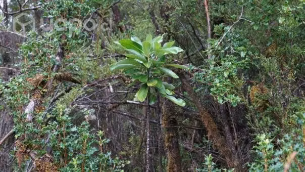 Parcela de bosque nativo en Lago Natri