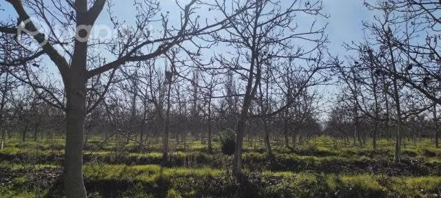 10Ha mas casa Patronal con Nogales en Melipilla