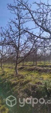 10Ha mas casa Patronal con Nogales en Melipilla