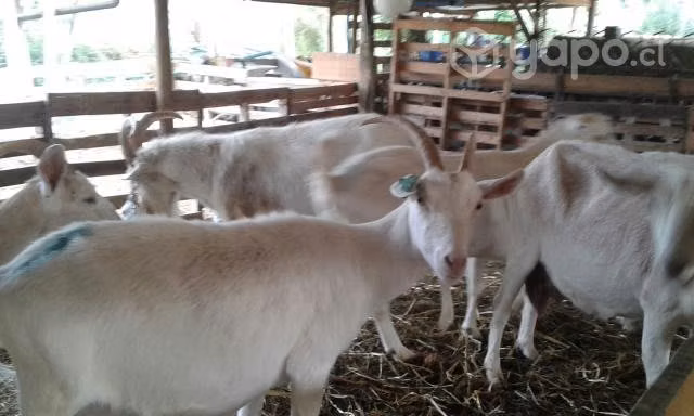 Cabras lecheras Saanen