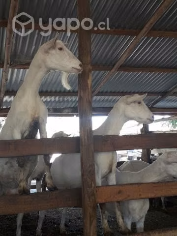 Cabras lecheras Saanen
