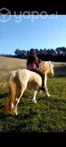 Pony chilote - Imagen 3