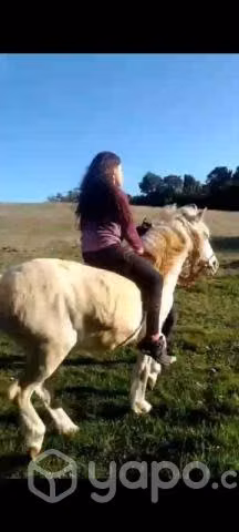 Pony chilote