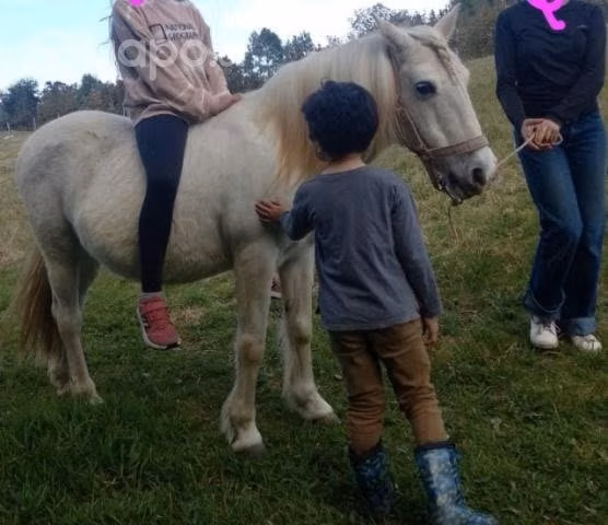 Pony chilote - Imagen 2