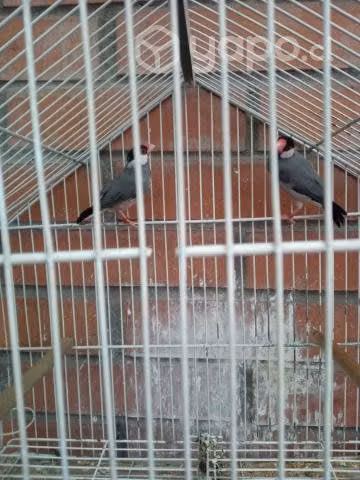 Pareja de calafates anillados
