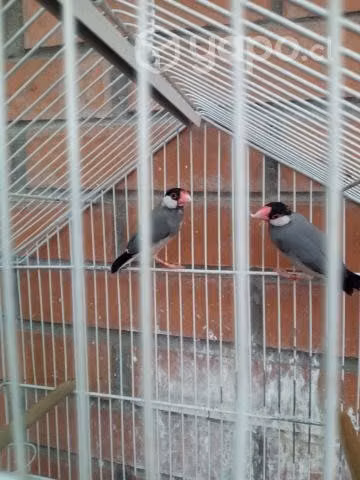 Pareja de calafates anillados