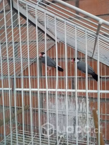 Pareja de calafates anillados