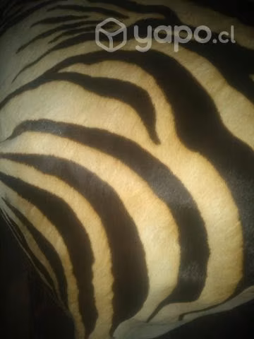 Alfombra cebra animal Print cuero xl 4 m2