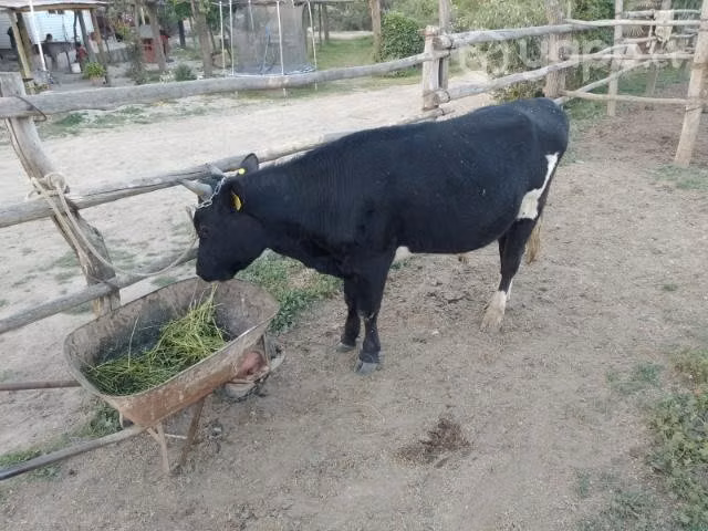 novillo para topero - Imagen 3