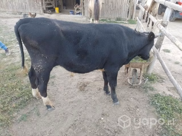 novillo para topero - Imagen 2