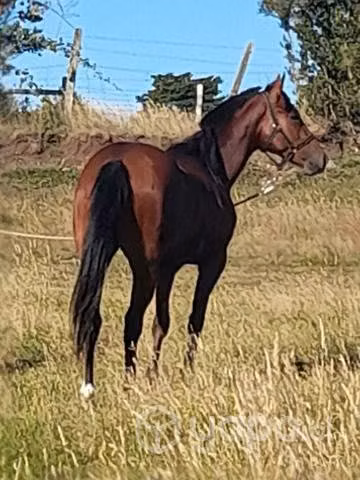 potrillo