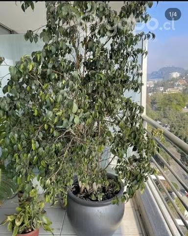 Ficus 2 metros con macetero autoregante gris
