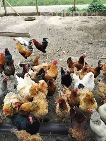Gallos - Imagen 3